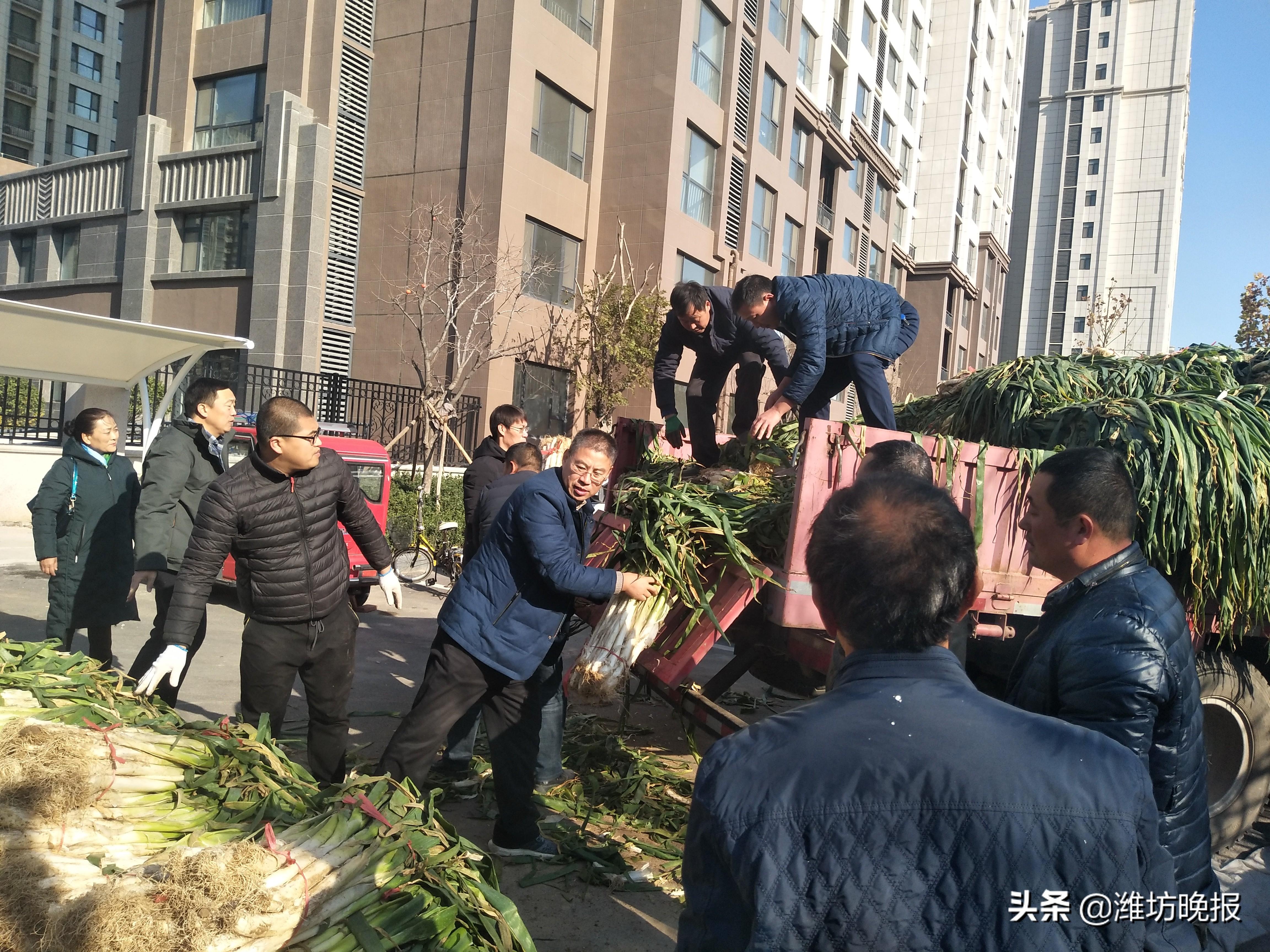 安丘大葱今日最新价格新鲜出炉！