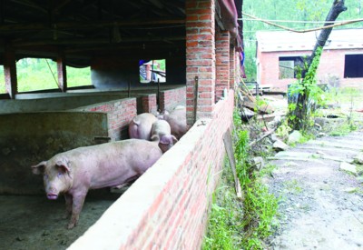 现代化猪舍内部图片大全及其建设观点探析