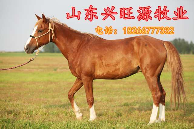 特马资讯深度解析，利弊分析与未来发展展望